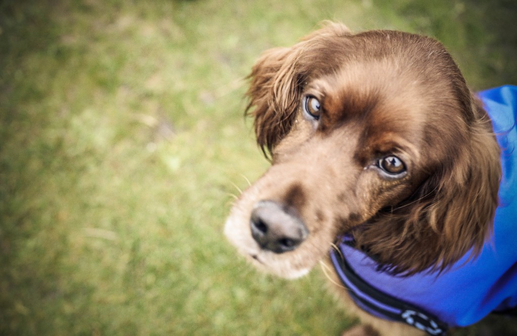 alfie_2 (1 of 1) (3)